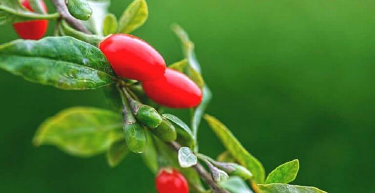 Kurtüzümü Olarak da Bilinen Goji Berry’nin Mucizevi Faydaları Nelerdir?